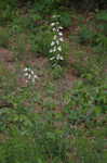 White false indigo